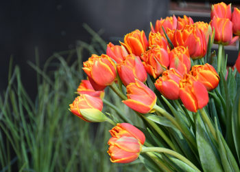 Шувалов: Кубань встретит 8 Марта солнечным теплом и отличным настроением