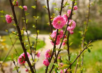 В Краснодаре парк Галицкого постепенно пробуждается от зимнего сна