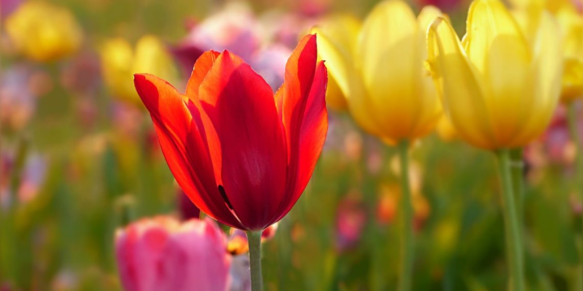 Поедание тюльпанов может вызвать серьезные проблемы со здоровьем краснодарок