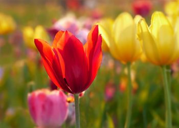 Поедание тюльпанов может вызвать серьезные проблемы со здоровьем краснодарок