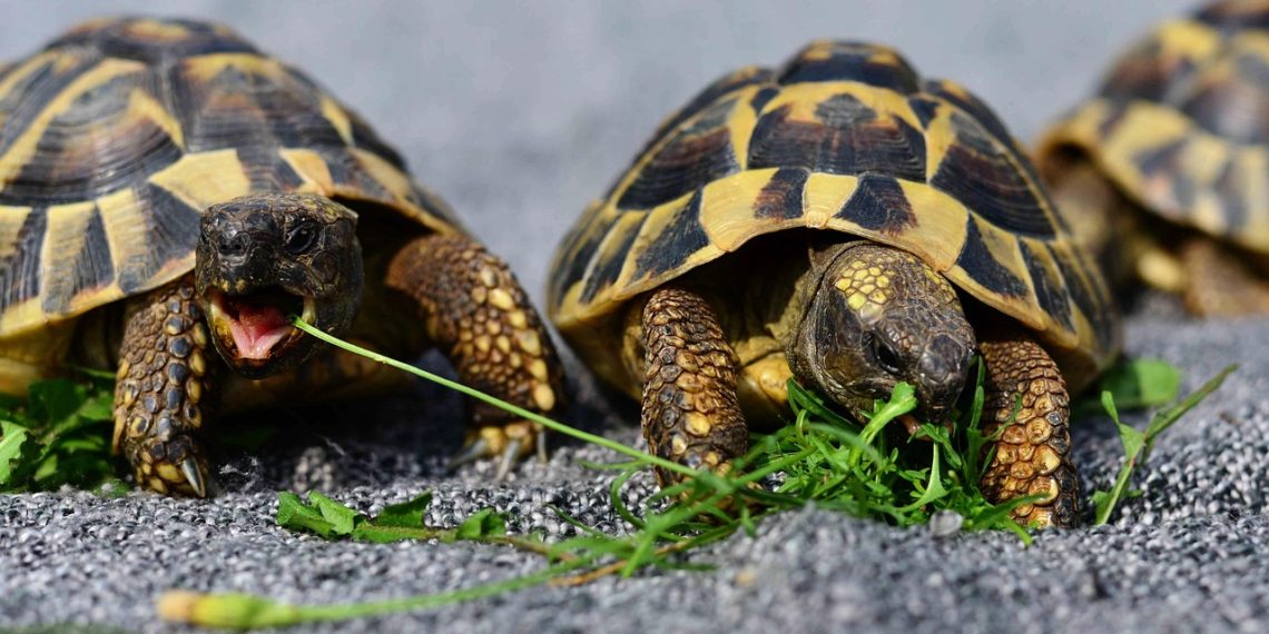 Гибель краснокнижных черепах заметили в Новороссийске