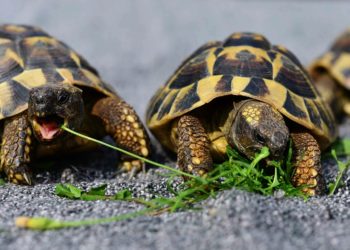 Гибель краснокнижных черепах заметили в Новороссийске
