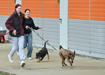 В Сочи муниципальный приют стал домом для 220 спасенных животных