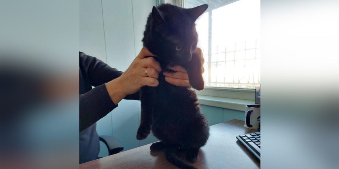 Кот-странник: пушистый Бурак пересек море из Турции и попал в Новороссийск