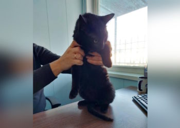 Кот-странник: пушистый Бурак пересек море из Турции и попал в Новороссийск