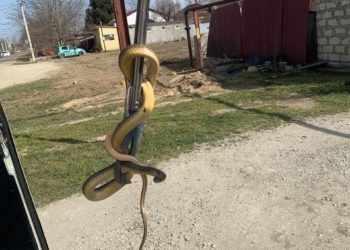 Весеннее пробуждение: змея забралась в дом в станице Раевской