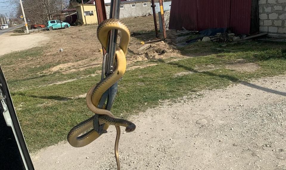 Весеннее пробуждение: змея забралась в дом в станице Раевской