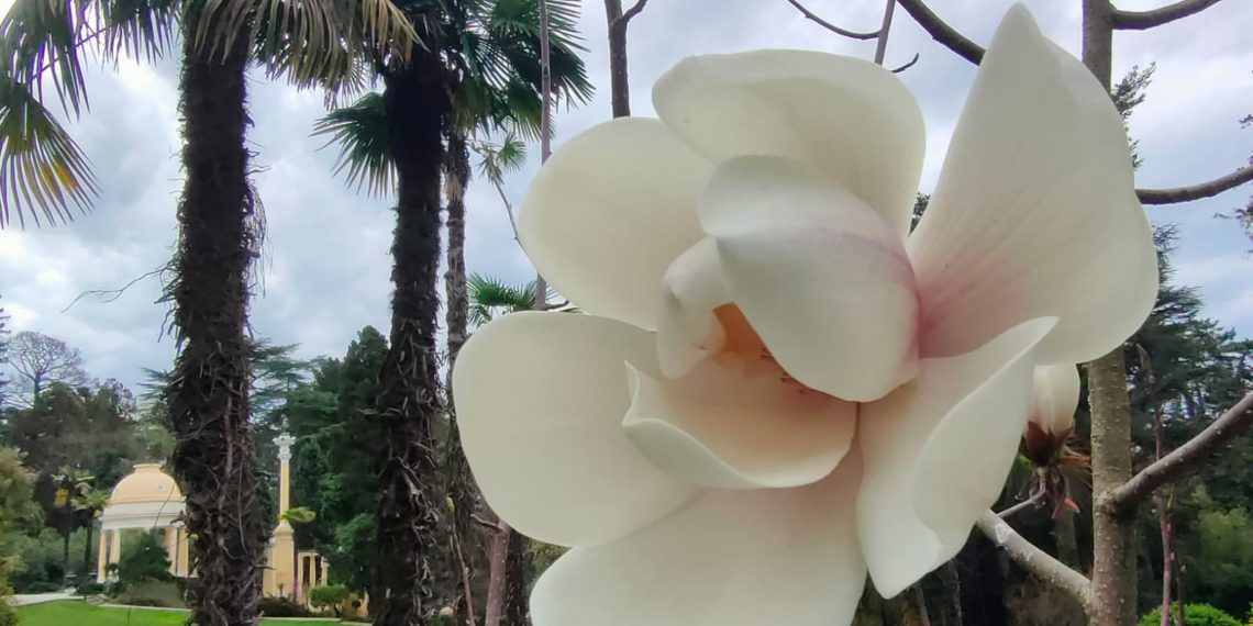 В Сочи распустилась редкая магнолия после 10 лет ожидания