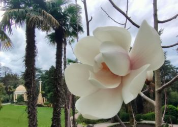 В Сочи распустилась редкая магнолия после 10 лет ожидания