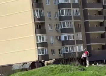 В Краснодаре незнакомец спас девочку от агрессивной собаки