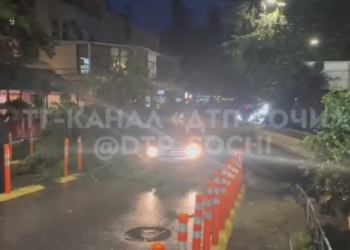 В Сочи дерево обрушилось на автомобиль: водитель чудом избежала травм