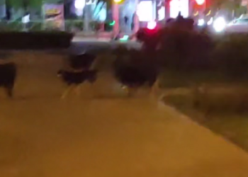 В Краснодаре стая агрессивных собак напала на семью у памятника Героям ВОВ