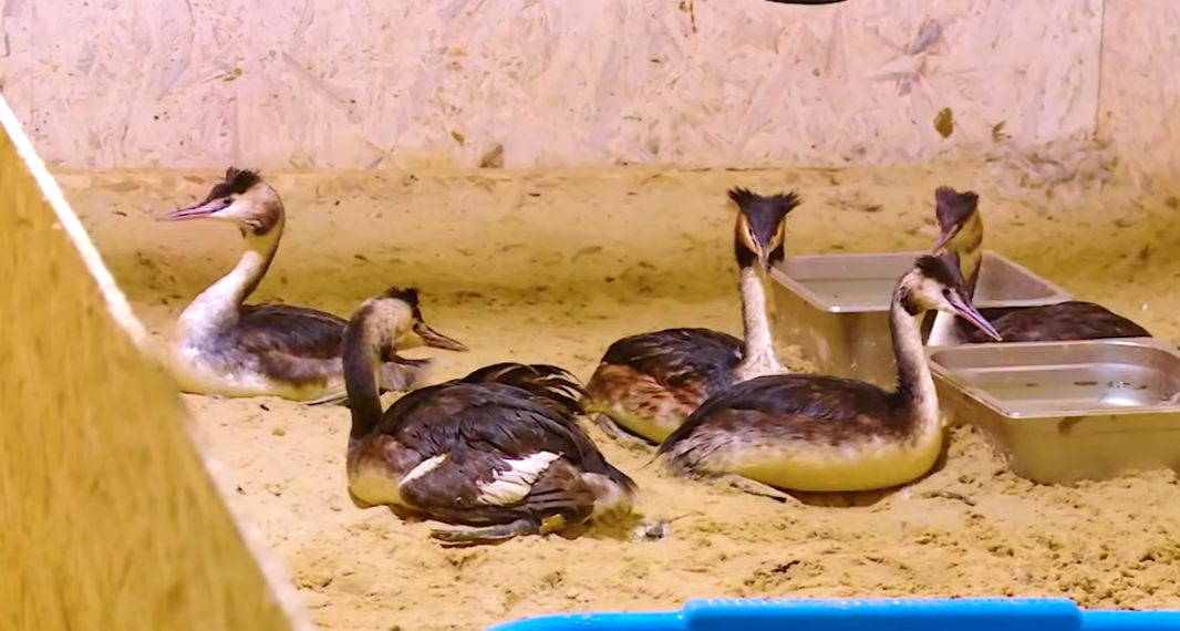 35 птиц готовятся к возвращению в дикую природу в Центре реабилитации в Витязево