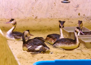 35 птиц готовятся к возвращению в дикую природу в Центре реабилитации в Витязево