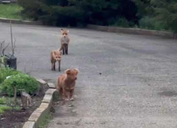 В Краснодаре пёс неожиданно подружился с лисами