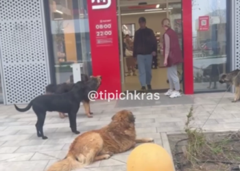 Краснодарские барбосы в шоке: «Почему людям с собаками в магазин можно, а нам без людей — нет?»