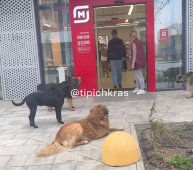 Краснодарские барбосы в шоке: «Почему людям с собаками в магазин можно, а нам без людей — нет?»