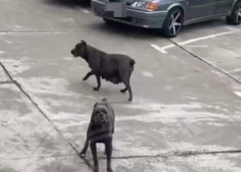 Бойцовские псы терроризируют Сочи: жители улицы Тимирязева боятся выйти из дома