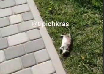 В Краснодаре обнаружили усеянную трупами крыс аллею