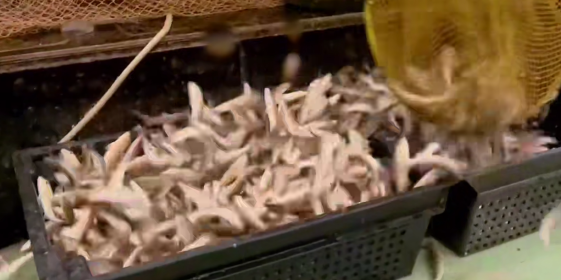 В Сочи два рыбопромысловых предприятия увеличили объемы вылова в 4 раза