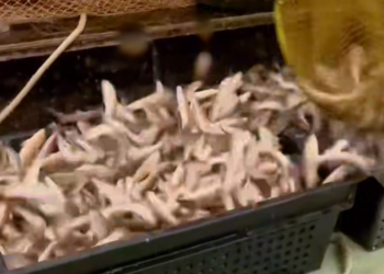 В Сочи два рыбопромысловых предприятия увеличили объемы вылова в 4 раза