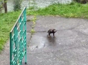 Белохвостый орлан гуляет по Дагомысу: птицу ищут волонтёры и экологи