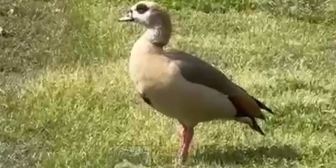 Нильский гусь появился в сочинском парке