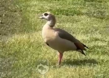 Нильский гусь появился в сочинском парке