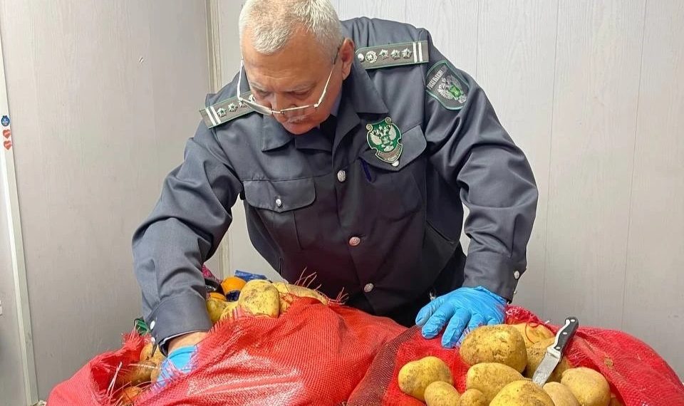 В портах Краснодарского края запретили картофель с молью