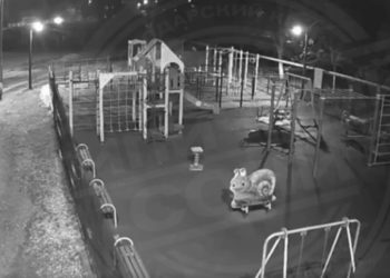 Медведи вышли на прогулку по улицам Сочи ночью