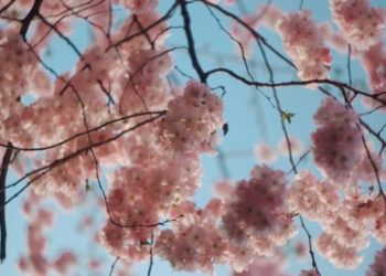 В Сочи стартовал сезон цветения сакуры