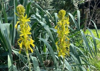 Солнечные цветы «королевской трости» зацвели в Сочи на радость ботаников