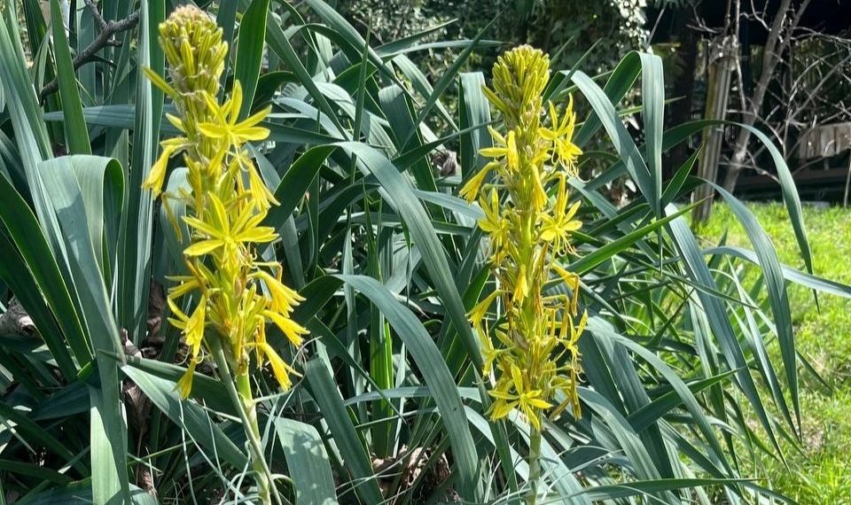 Солнечные цветы «королевской трости» зацвели в Сочи на радость ботаников
