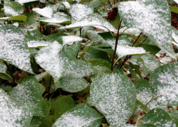 На Кубани 14 и 15 апреля ожидают заморозки: уточнённое штормовое предупреждение