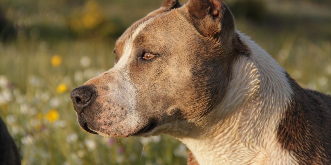 В Сочи два стаффордширских терьера напали на пенсионерку