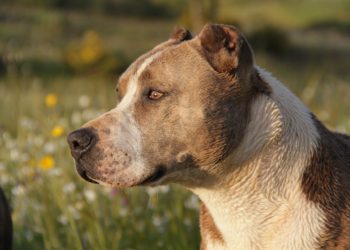 В Сочи два стаффордширских терьера напали на пенсионерку