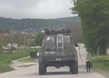 В Анапе пассажир движущегося авто выгуливал собаку на поводке