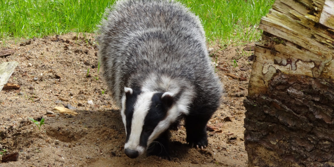 В краснодарской многоэтажке заметили барсука