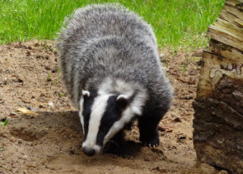 В краснодарской многоэтажке заметили барсука