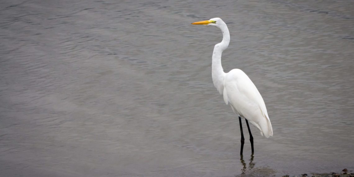 Цапли в Сочи устроили передышку на реке