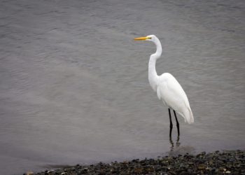Цапли в Сочи устроили передышку на реке