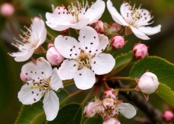 Боярышник в Краснодаре: цветение, польза и народная любовь