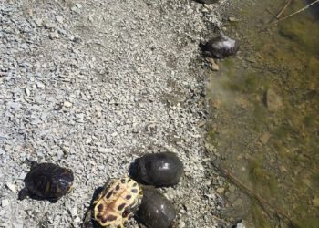 Массовая гибель черепах на берегу реки потрясла Анапу