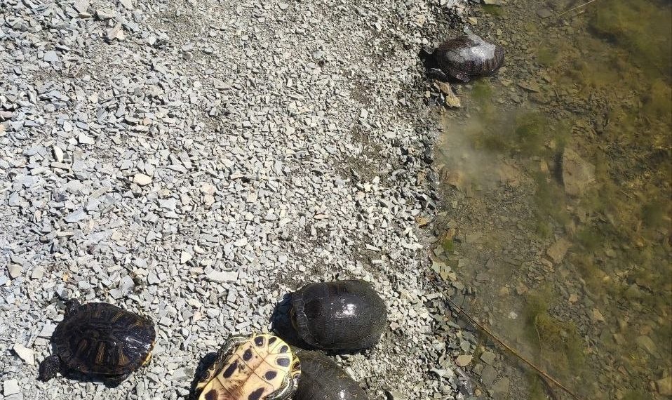 Массовая гибель черепах на берегу реки потрясла Анапу