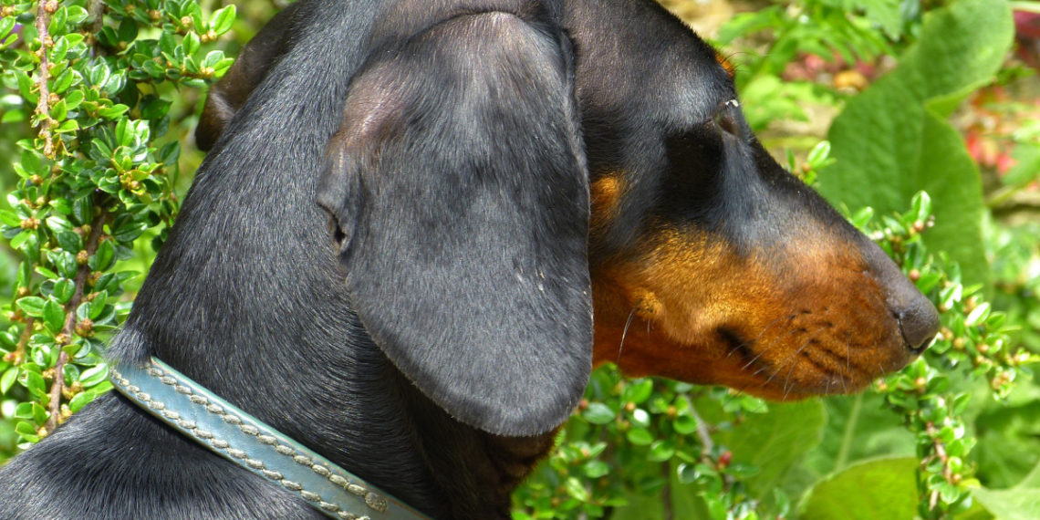 Полиция проводит проверку по факту гибели таксы в Краснодаре