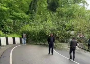 Упавшее дерево парализовало движение на трассе Джубга – Сочи