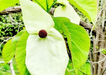 В Сочи в апреле 2025 года зацвело редкое «платочковое дерево»