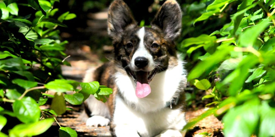 Краснодарцы сообщили о нескольких отравленных собаках