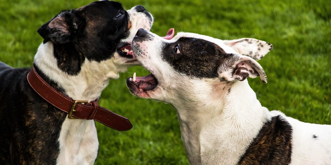 В Сочи пенсионерку атаковали стаффорды из-за конфликта с соседом
