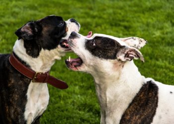 В Сочи пенсионерку атаковали стаффорды из-за конфликта с соседом